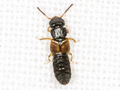 Oxytelus piceus